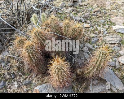 Un piccolo cactus di Hedgehog circondato da pietre in una mostra nel deserto Foto Stock