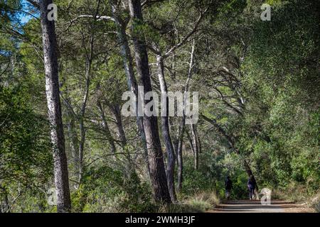 Camminando attraverso i pini di Aleppo, la foresta sulla collina Puig de Randa, Llucmajor, Maiorca, Isole Baleari, Spagna Foto Stock