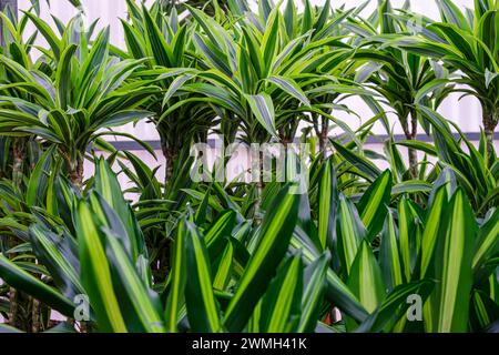 Dracaena fragans, tronco de Brasil, Maiorca, Isole Baleari, Spagna Foto Stock