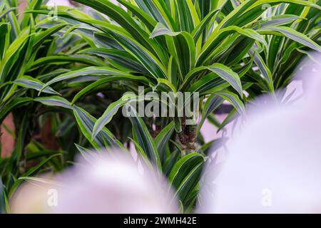 Dracaena fragans, tronco de Brasil, Maiorca, Isole Baleari, Spagna Foto Stock