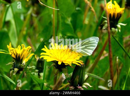 farfalla bianca a venatura verde su dente di leone Foto Stock