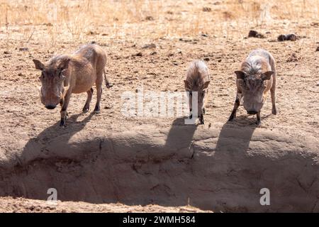 Tarangire, Tanzania, 24 ottobre 2023. La famiglia Warthog nella savana Foto Stock