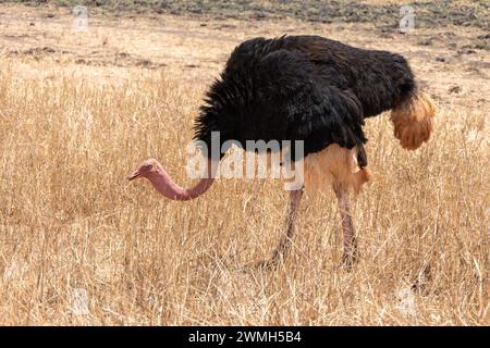 Tarangire, Tanzania, 24 ottobre 2023. Masai Red Neck struzzo nella Savanna Foto Stock