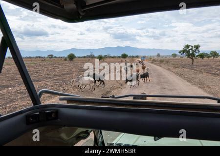 Tangeri, Tanzania, 24 ottobre 2023. Mandria di mucche, bestiame Masai che attraversano la strada Foto Stock