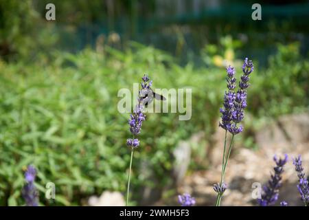 Ape selvatica dell'anno 2024 - blau-schwarze Holzebiene (xylocopa) an Lavendelblüte Foto Stock