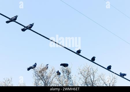 Corvi americani - Corvus brachyrhynchos - su un filo e in cima ad un albero. Foto Stock