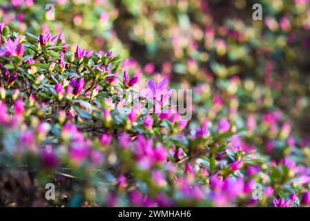 Splendidi fiori di ottuso rododendro in fiore rosa nel giardino in primavera. Foto Stock