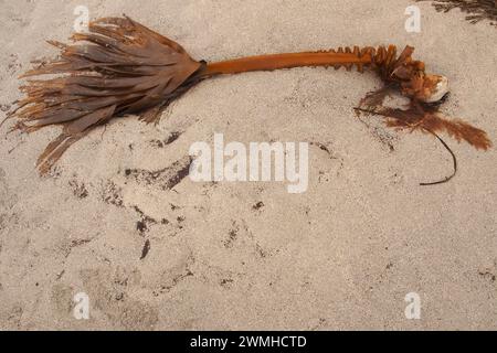 Alghe, Oarweed, disposte su una spiaggia sabbiosa, Orcadi, Scozia, Regno Unito Foto Stock