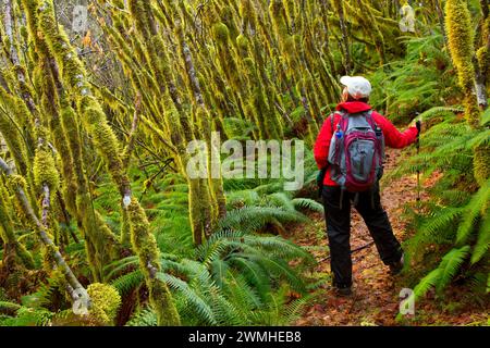 Spruce Run Creek Trail, Stato di Clatsop foresta, Oregon Foto Stock