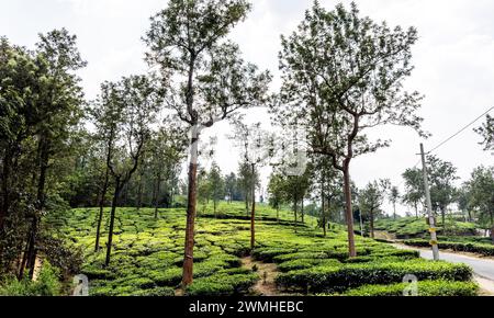 Piantagioni di tè a Wayanad, nel Kerala, India Foto Stock
