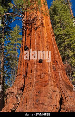 Massiccia base di un'antica sequoia nel Kings Canyon National Park in California Foto Stock