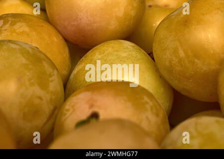 Un mucchio di prugne bianche appena raccolte dall'albero Foto Stock