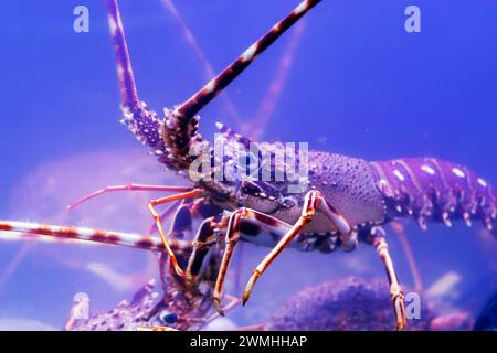 aragosta del maine canadese dell'atlantico in primo piano in acqua Foto Stock