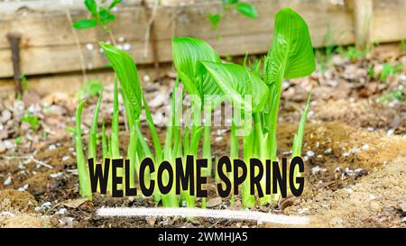 Le piantine emergono dal ricco terreno di un letto da giardino, annunciando l'arrivo della primavera con un invitante cartello Welcome Spring. Foto Stock