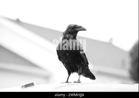 Corvus - Raven - in una giornata umida Foto Stock