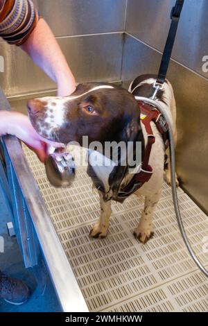 Lo spaniel Springer viene lavato in un centro di lavaggio cani in un hotel Foto Stock