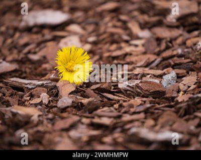 Un singolo fiore giallo tra trucioli di legno sparsi Foto Stock