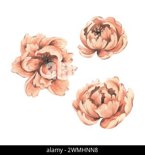 Fiori di peonia nel colore dell'anno 2024, pesca frizzante, delicata, graziosa da diverse angolazioni. Illustrazione ad acquerello disegnata a mano. Set di elementi Foto Stock