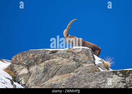 Stambecco alpino (Capra ibex) maschio con grandi corna sulla cresta rocciosa in una giornata con cielo azzurro limpido in inverno nelle Alpi europee Foto Stock