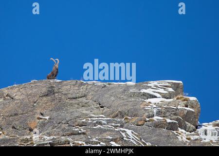 Stambecco alpino (Capra ibex) maschio con grandi corna sulla cresta rocciosa in una giornata con cielo azzurro limpido in inverno nelle Alpi europee Foto Stock