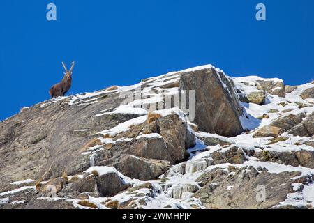 Stambecco alpino (Capra ibex) maschio con grandi corna sulla cresta rocciosa in una giornata con cielo azzurro limpido in inverno nelle Alpi europee Foto Stock