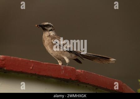 Un unico mockingbird marrone dalla coda lunga con insetti gialli nel becco fermo su una superficie di mattoni Foto Stock