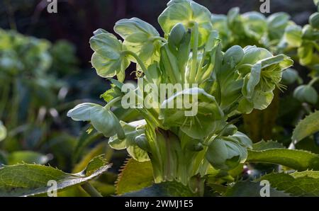 Attraenti fiori verdi di Hellebore corso o argutifolius "Pizzo d'Argento" che fioriscono con uno sfondo di foglie nel tardo inverno e all'inizio della primavera, Co Foto Stock