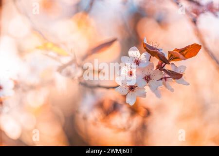 Sfondo della fioritura primaverile. Splendida scena naturale con alberi in fiore e bagliore del sole. In primavera, il sole splende e la natura dei sogni è sfocata Foto Stock