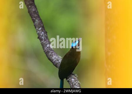 Equatorial/ andino Motmot (Momotus aequatorialis) arroccato a Jardin, Colombia Foto Stock