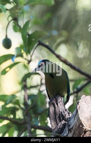 Equatorial/ andino Motmot (Momotus aequatorialis) arroccato a Jardin, Colombia Foto Stock