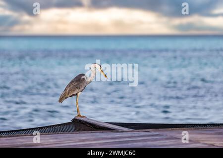 Fauna selvatica nelle isole Maldive, caccia di Heron in acqua salata nel mare. Aironi grigi con vista ravvicinata mattutina, laguna oceanica e cielo calmo Foto Stock