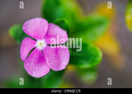 Bellissimi colori margherita viola con gocce d'acqua. Perfetta natura sotto la luce soffusa del sole gocce di pioggia, ravvivamento della natura calmo. Sfondo floreale ispirato Foto Stock