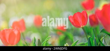 Un paesaggio naturale primaverile ravvicinato. Tulipani rossi colorati che fioriscono sotto la luce soffusa del sole su una vegetazione fresca e lussureggiante sfondo sfocato. Romanticismo floreale Foto Stock