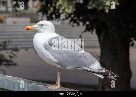 Gabbiano marino comune in tutto il profilo della figura in piedi su rotaia Foto Stock