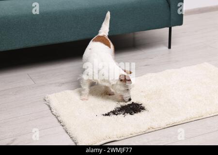 Bel cane vicino alla macchia di fango sul tappeto al chiuso. Spazio per il testo Foto Stock