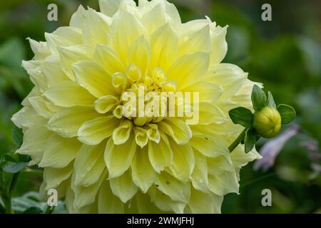 Primo piano di un canarino fubuki dahlia in fiore Foto Stock