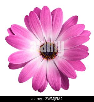 Fiore daisy africano isolato su sfondo bianco Foto Stock