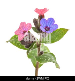 Comune Lungwort (Pulmonaria officinalis) isolato su bianco Foto Stock