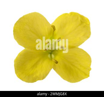 Rucola fresca fiore isolato su bianco Foto Stock