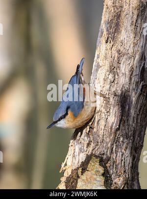 Nuthatch, Sitta europaea, che scende da un ramo Foto Stock