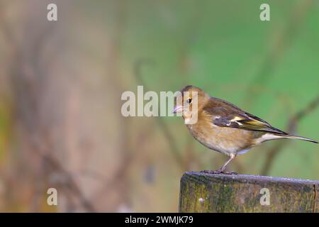 Chaffinch femmina, Fringilla coelebs, arroccato su un palo di recinzione Foto Stock