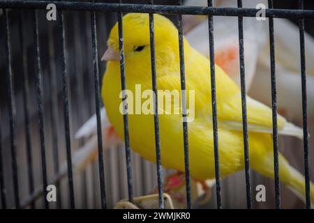 Gabbia con canari in vendita, mercato settimanale, Sineu, Maiorca, Isole Baleari, Spagna Foto Stock