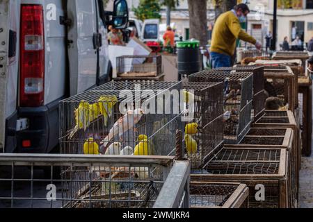 Gabbia con canari in vendita, mercato settimanale, Sineu, Maiorca, Isole Baleari, Spagna Foto Stock