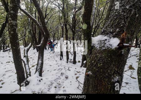 Escursionisti nella foresta di Son Palou, Orient Valley, Bunyola, Maiorca, Isole Baleari, Spagna Foto Stock