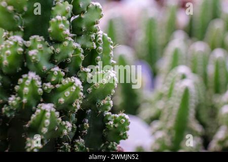 cactus for computer, Cereus uruguayanus, Mallorca, Isole Baleari, Spagna Foto Stock