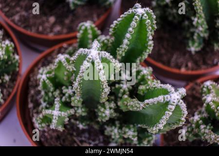 cactus for computer, Cereus uruguayanus, Mallorca, Isole Baleari, Spagna Foto Stock