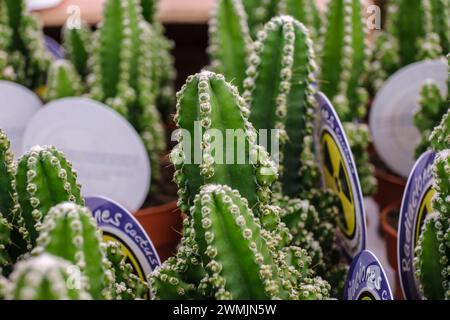 cactus for computer, Cereus uruguayanus, Mallorca, Isole Baleari, Spagna Foto Stock