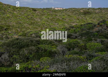 Parco Naturale S'Albufera des Grau, Minorca, Isole Baleari, Spagna Foto Stock