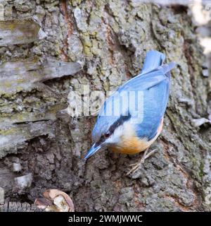 primo piano del nuthatch eurasiatico sulla corteccia degli alberi (Sitta europaea) Foto Stock