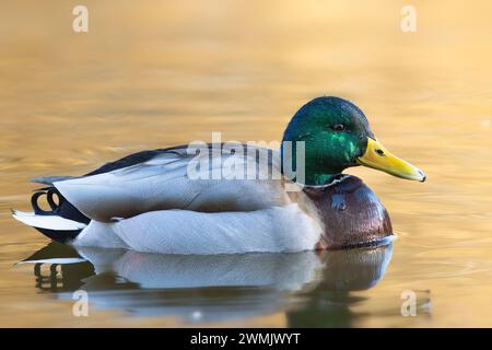 Maschili che nuotano sulla superficie dell'acqua, splendidi riflessi all'alba (Anas platyrhynchos) Foto Stock